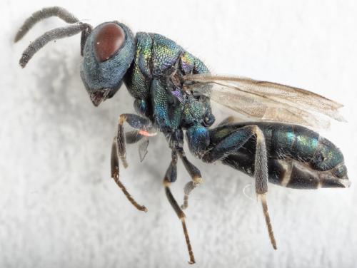 Norbanus cerasiops